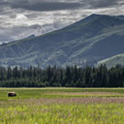 Alaska Brown Bear In A Meadow With Mountains Behind Poster