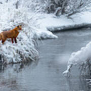 Alaska Red Fox Poster