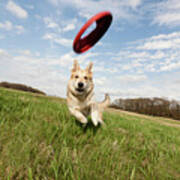 Alsatian Dog Running Through Field To Catch Frisbee Poster