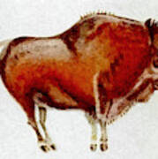 Altamira Prehistoric Bison Poster