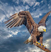 American Bald Eagle Incoming Two Poster