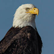 American Bald Eagle Portrait 2 Poster