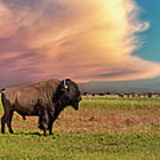 American Bison At Sunset Poster