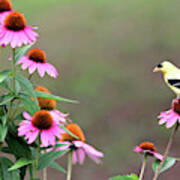 American Goldfinch On The Coneflowers Poster