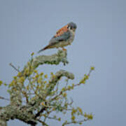 American Kestrel Poster