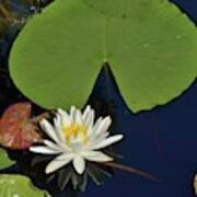 American Water Lily-square Poster