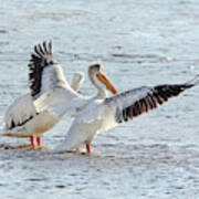 American White Pelicans Poster
