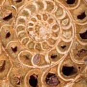 Ammonite I Poster