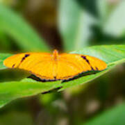 An Orange Julia Butterfly Poster