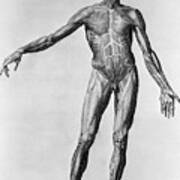 Anatomical Engraving Of A Man Poster