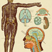 Anatomy Of Nerves Of Body And Head Poster