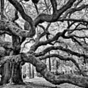 Angel Oak Tree Poster