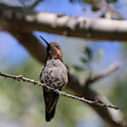 Anna's Hummingbird In Tree 8 Poster