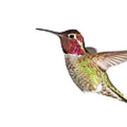Annas Hummingbird - Male, White Poster