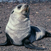 Antarctic Fur Seal Pup Poster