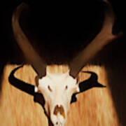 Antelope 002 Poster