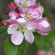 Apple Blossom (malus X Domestica) Poster