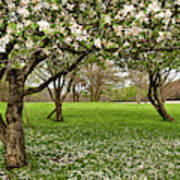 Apple Orchard Poster