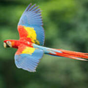 Ara Macao, Scarlet Macaw Poster
