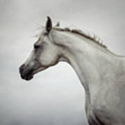 Arabian Horse Portrait Poster