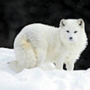 Arctic Fox Summit Poster