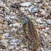 Arizona Desert Spiny Lizard Poster