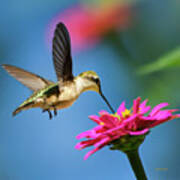 Art Of Hummingbird Flight Square Poster