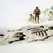 Art Of The Lucy Skeleton And Australopithecus Poster