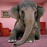 Asian Elephant In Lying On Rug In Poster