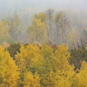 Aspen Trees In Fog Poster