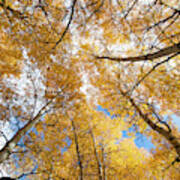 Aspens Reaching For The Sky Poster