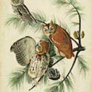Audubon Screech Owl Poster