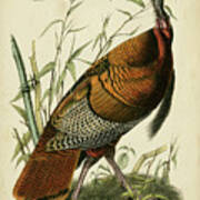 Audubon Wild Turkey Poster