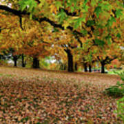 Autumn Colored Leaves Poster