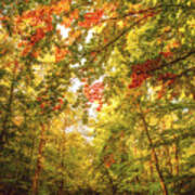 Autumn Colorful Path Poster
