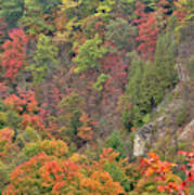 Autumn Foliage Poster