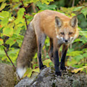 Autumn Fox Ii Poster