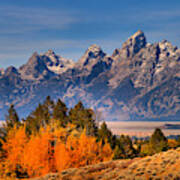 Autumn Gold In The Tetons Poster