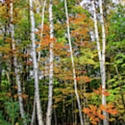 Autumn Grove, Vertical Poster