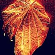 Autumn  Leaf  Aglow Poster