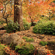 Autumn Stream In Lithia Park Poster