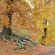 Autumnal Beech Walk Poster