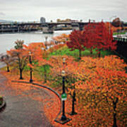 Autumnal Trees In Downtown Portland Poster