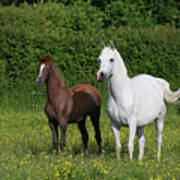 Ay3v5929 Arab Mare And Foal, Claverdon Stud, Uk Poster