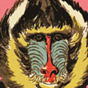 Baboon Poster