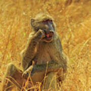 Baboon Eating Africa Poster
