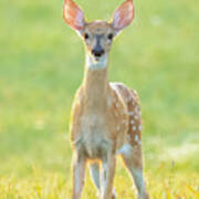 Baby Deer Poster