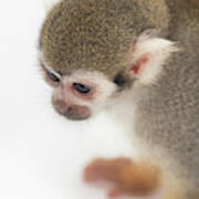 Baby Squirrel Monkey Poster