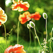 Back Lit Orange Poppy Blossoms And Buds Poster