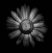 Backyard Flowers In Black And White 31 Poster